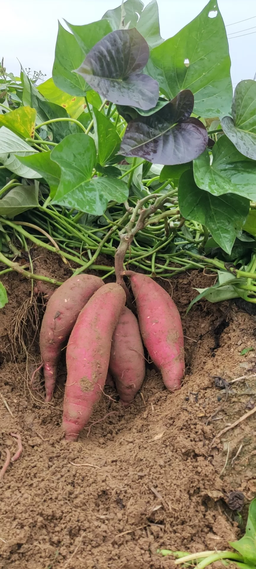 绿野甘薯305（西瓜红）