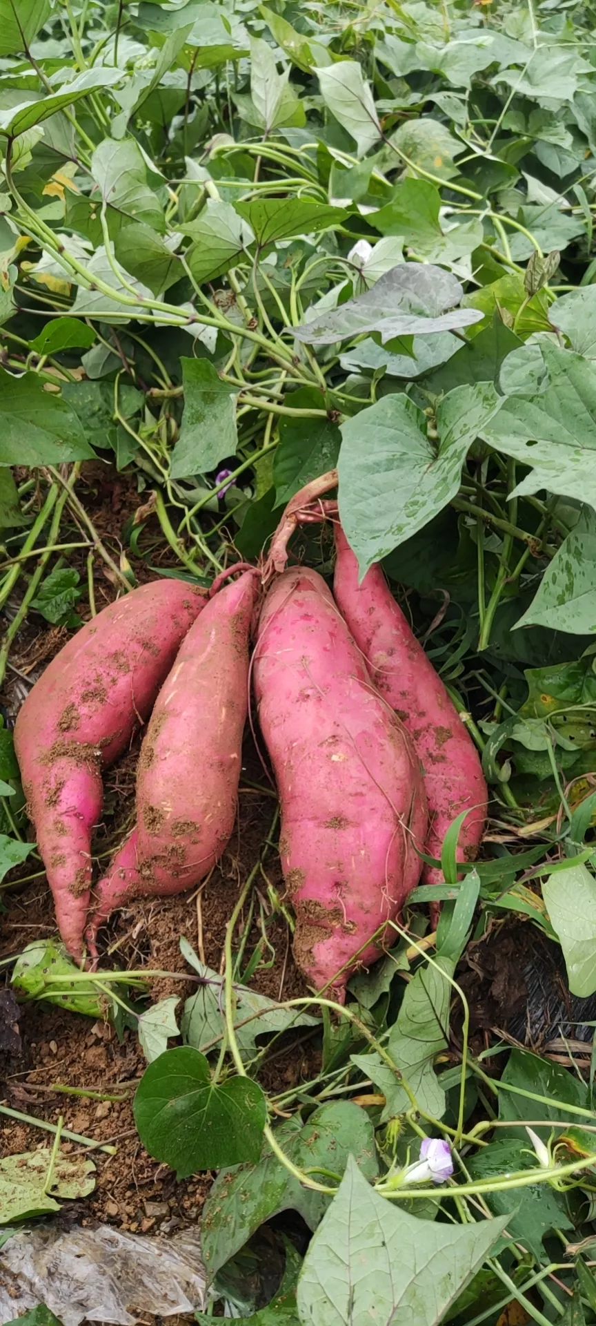 绿野甘薯303（黄薯）